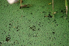 Azolla pinnata